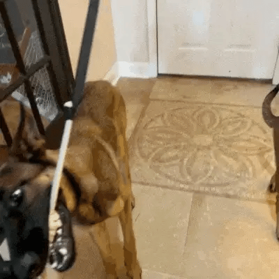 Dog playing with the VIRELUNE Bungee Tug Toy