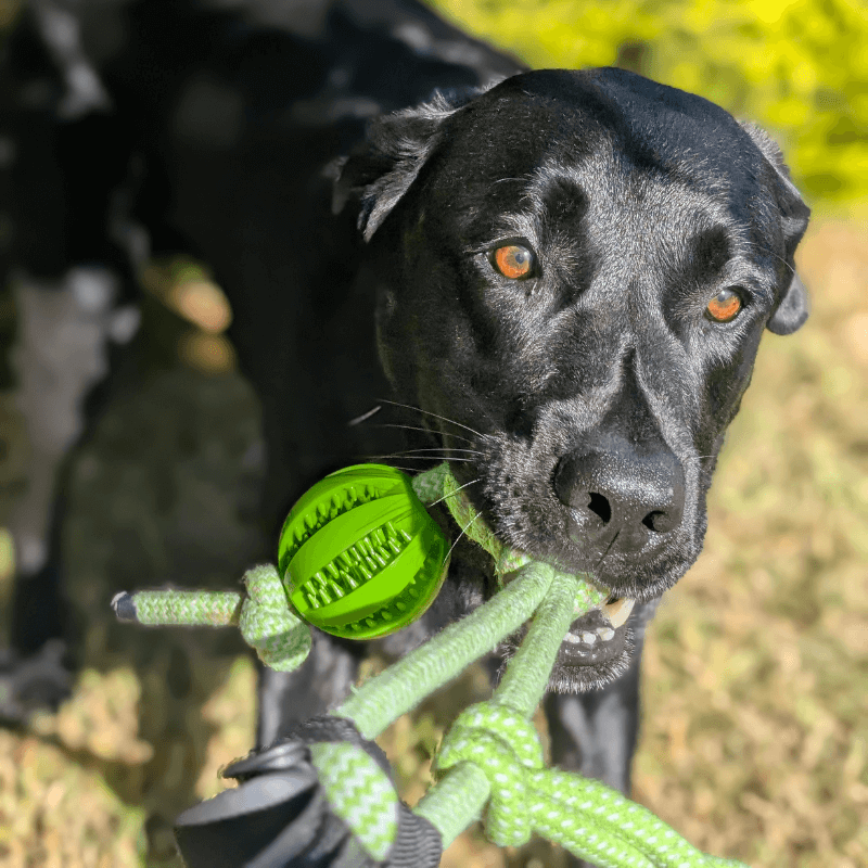 virelunepets™ Bungee Tug Toy