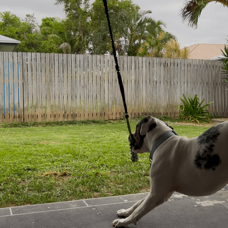 virelunepets™ Bungee Tug Toy