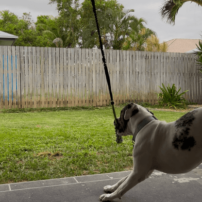 virelunepets™ Bungee Tug Toy