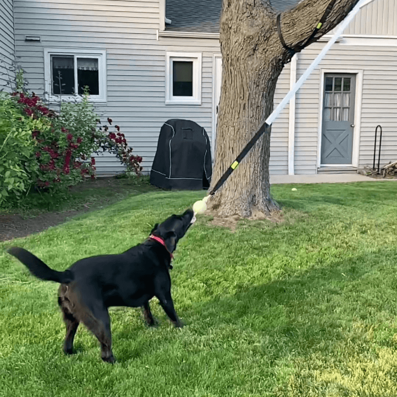 virelunepets™ Bungee Tug Toy