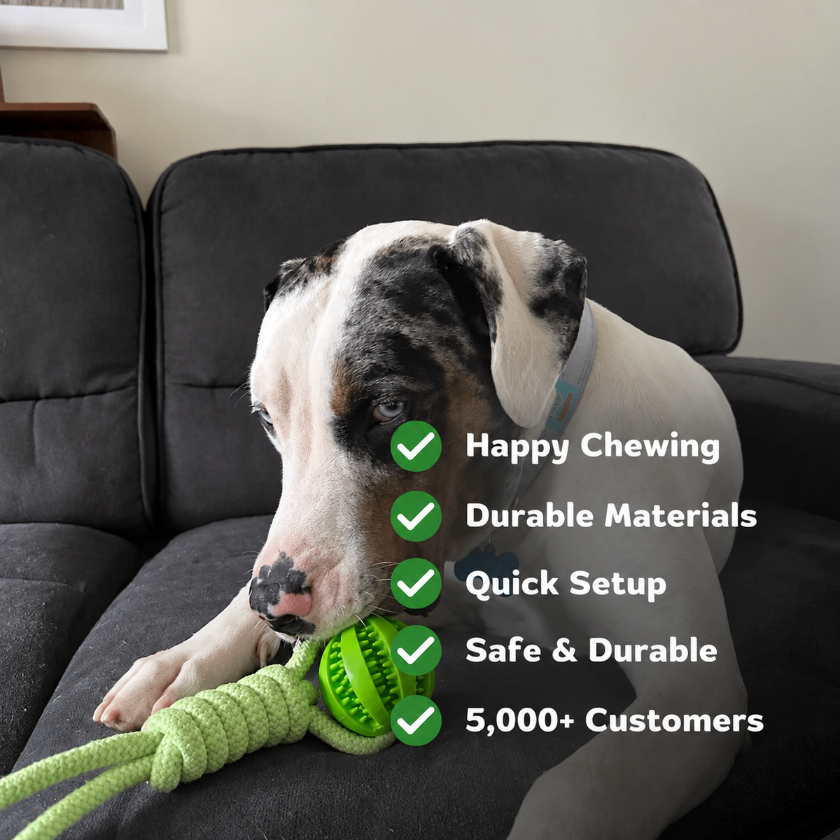 virelunepets™ Bungee Tug Toy